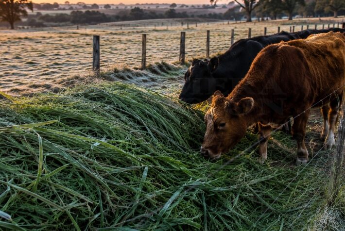 La ola polar golpea a la ganadería misionera y agrava la falta de alimento para el rodeo